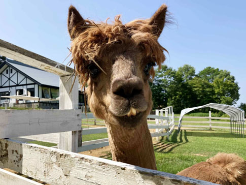 牧歌の里のアルパカ・ジョイ