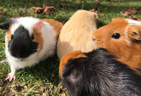 かわいいモルモットにふれよう!