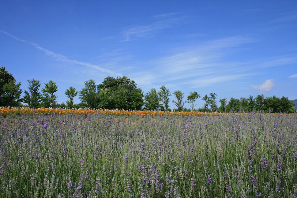 牧歌の里のラベンダー畑