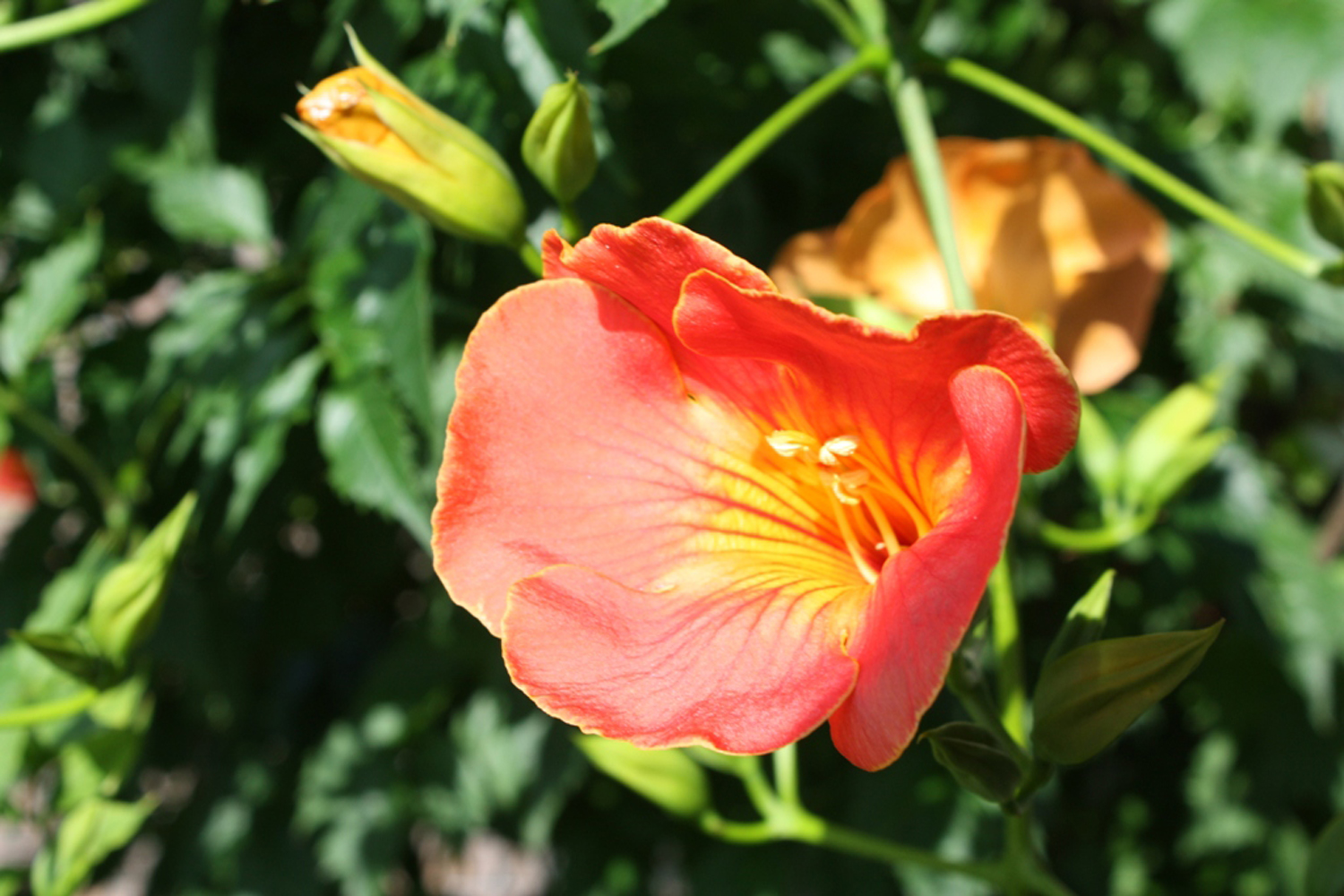 ノウゼンカズラ