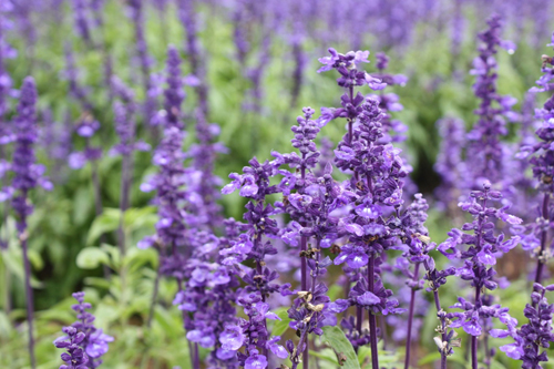 ブルーサルビア