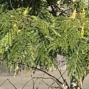 牧歌の里で見られる野鳥「ネムノキ」